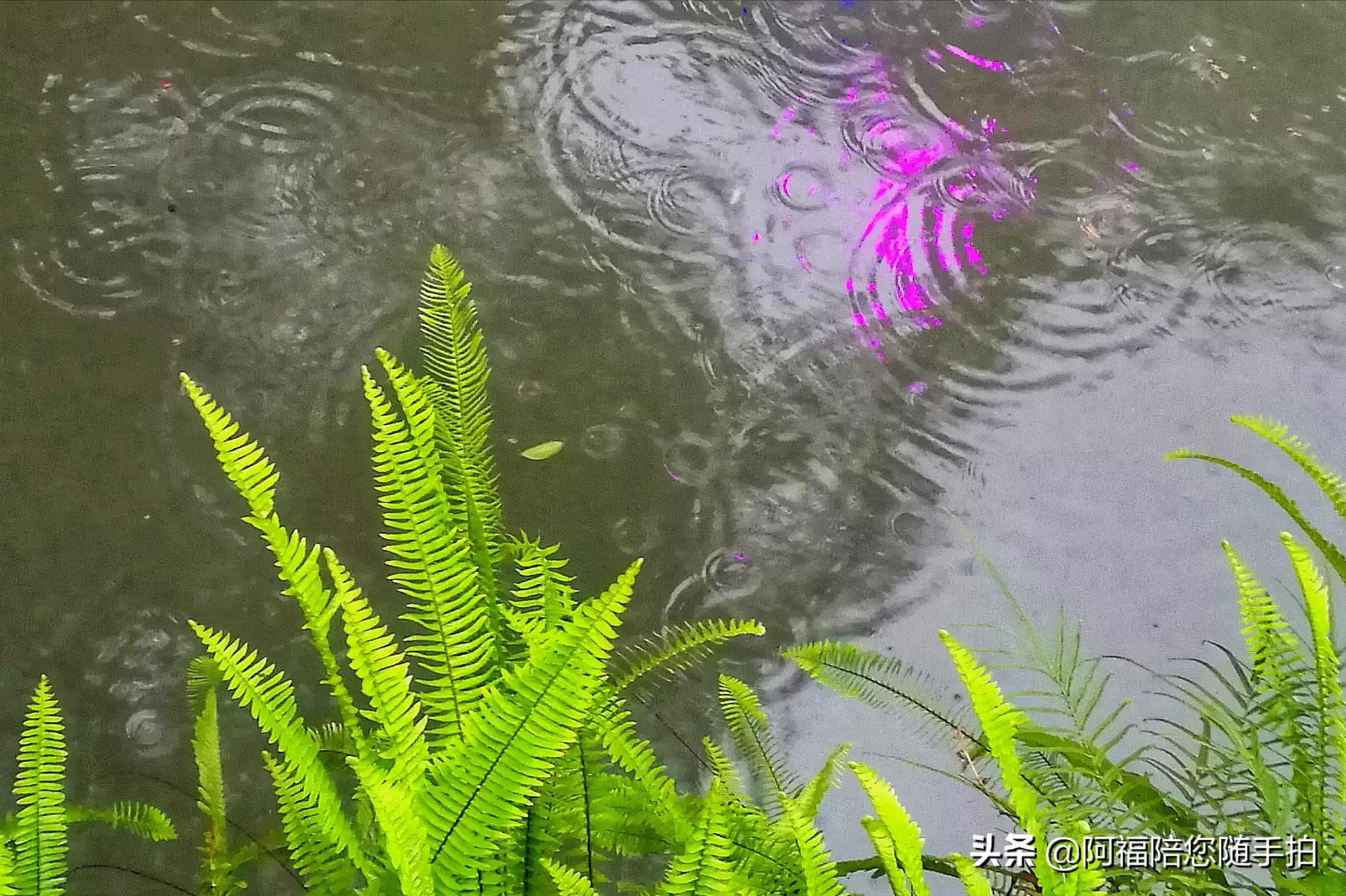 拍雨天摄影视频技巧教程,雨天的拍摄技巧具体怎么拍