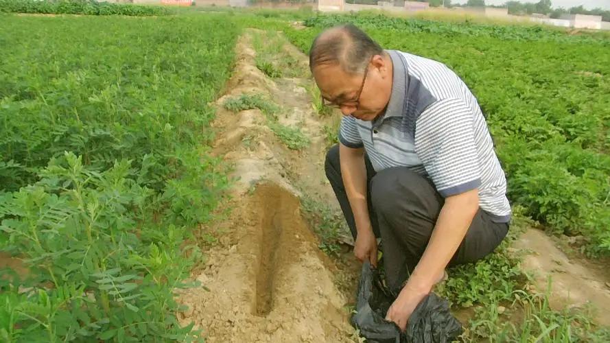 黄芪种植技术和方法,黄芪种植技术和管理方法