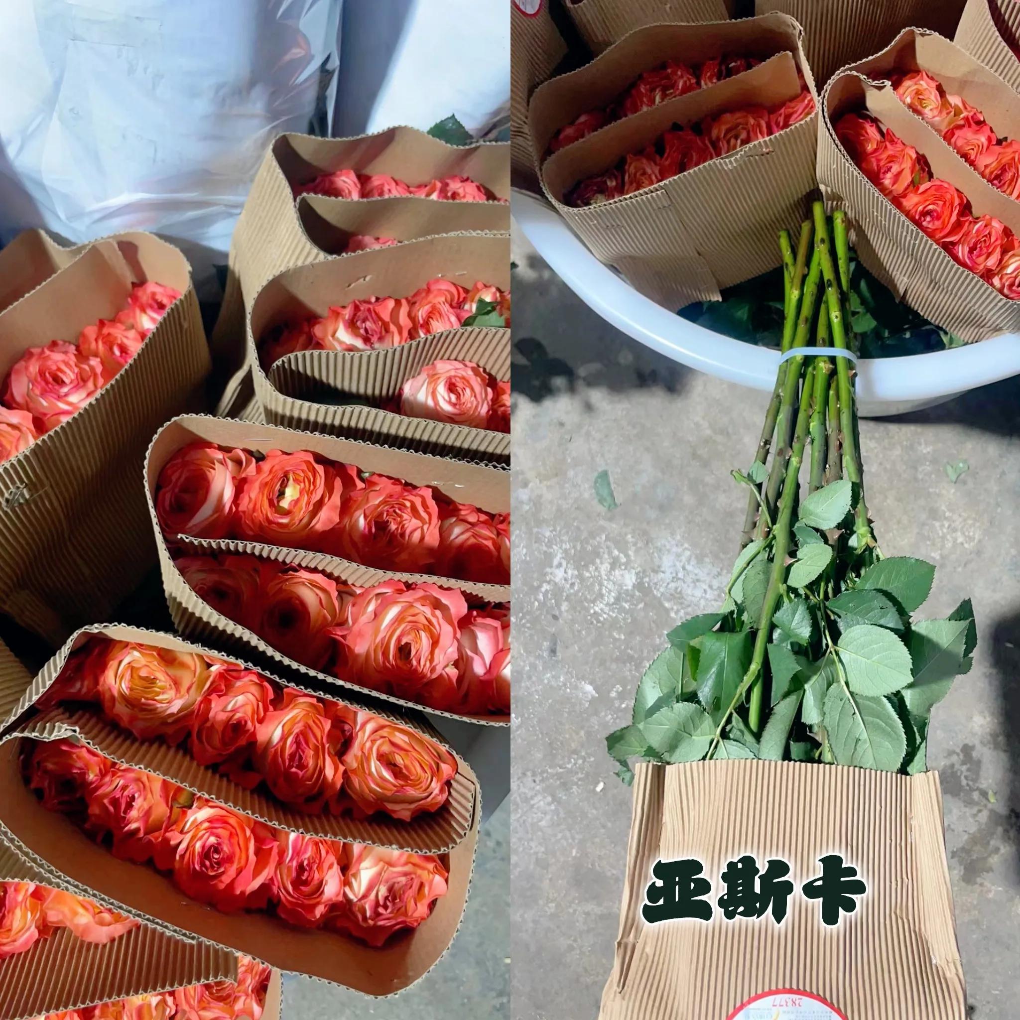 花香满屋，心情舒畅|猪妈的玫瑰开箱测评