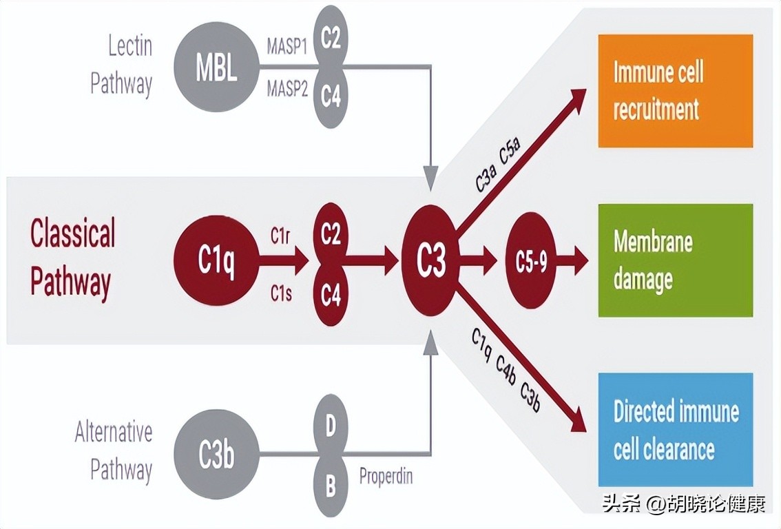 狼疮肾炎补体c4低是狼疮复发吗,狼疮性肾炎诊断的特异性抗体指标