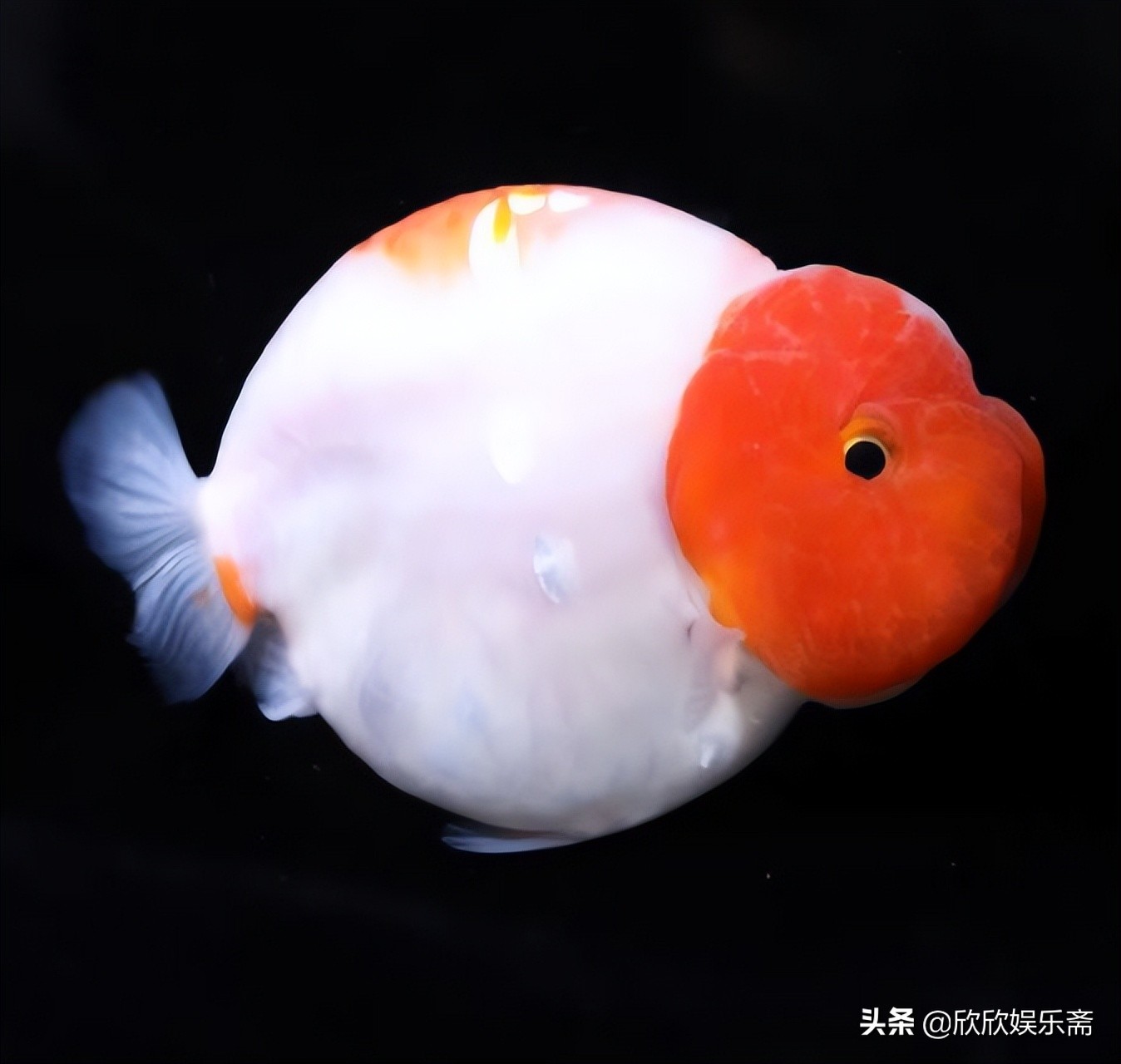 兰寿金鱼可以养在草缸吗,兰寿鱼缸开缸教程