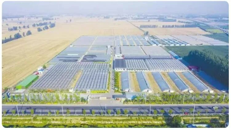 北方冬天，餐桌上的蔬菜水果与这些气象人有关！