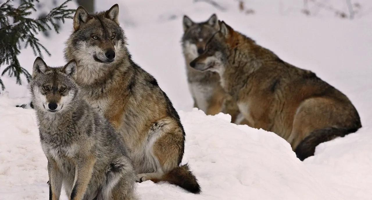 北京奥运会五个吉祥物代表的动物,北京奥运吉祥物代表动物