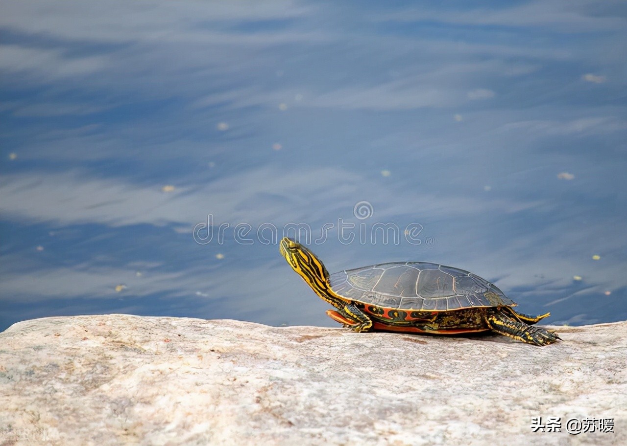 冬季加温养龟反复腐皮,冬季加温龟缸