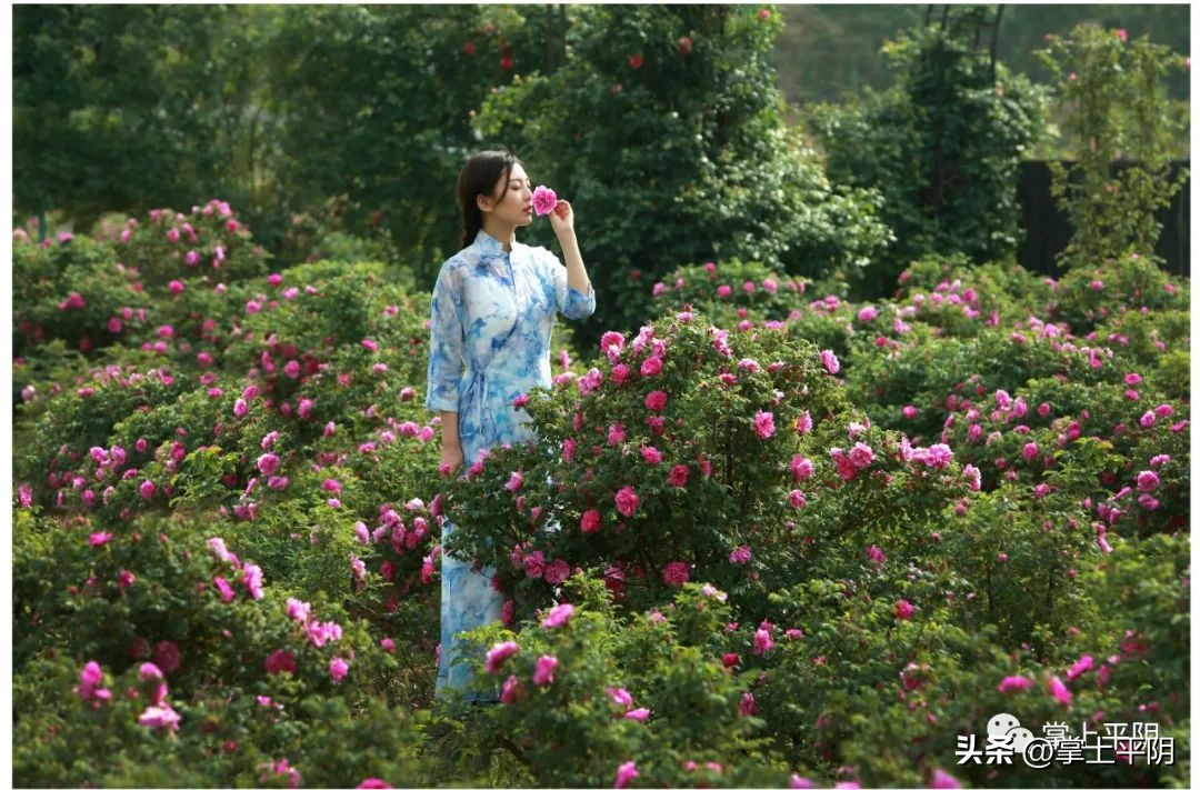 赞美平阴玫瑰,平阴重瓣玫瑰文化