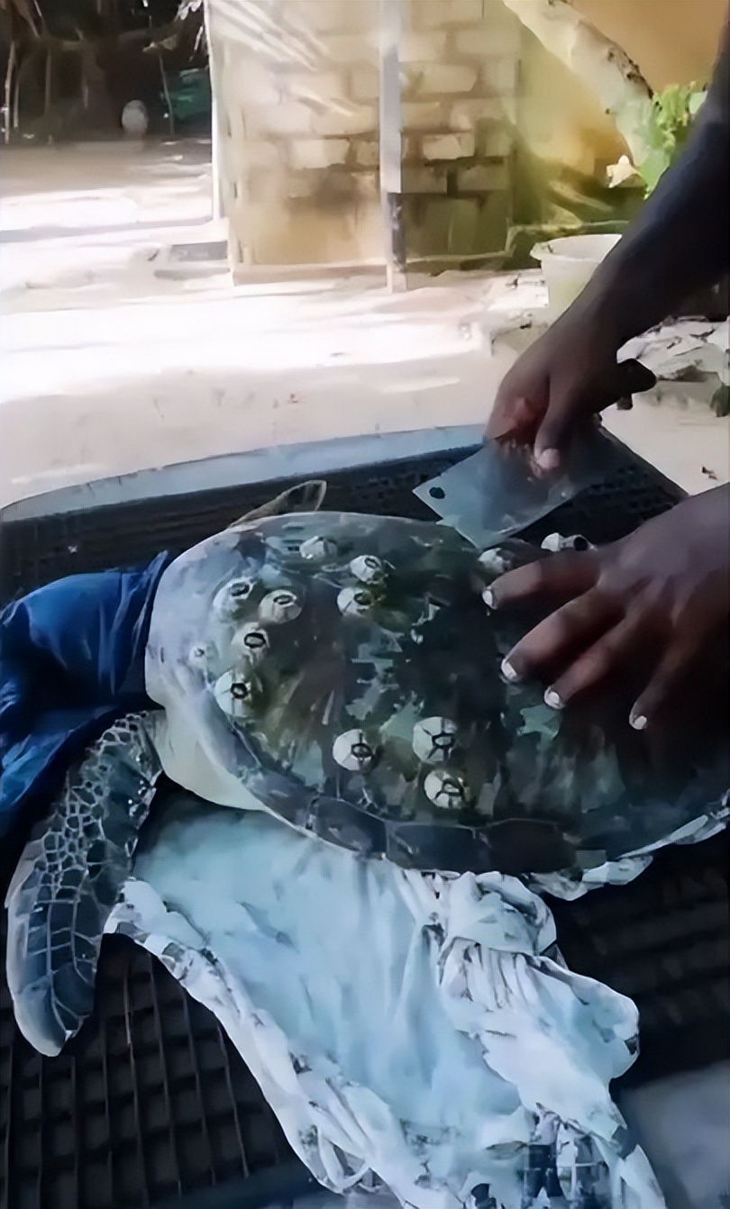 中国人吃藤壶,哪个地方的人吃藤壶