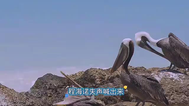 金牛座第八季第五篇,金牛座第23关怎么过