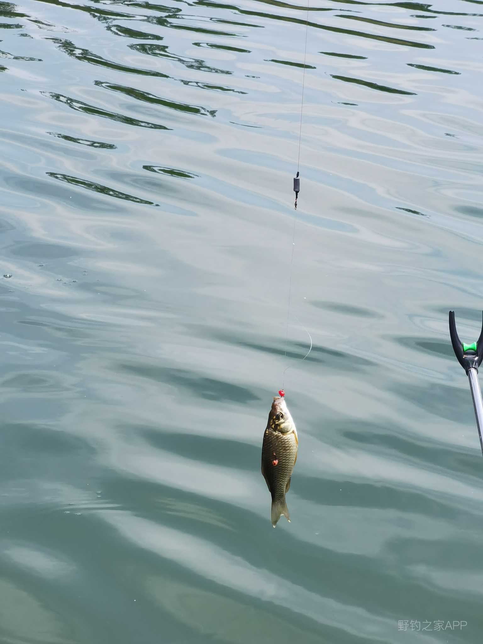 垂钓位置小浪底,小浪底垂钓秘籍