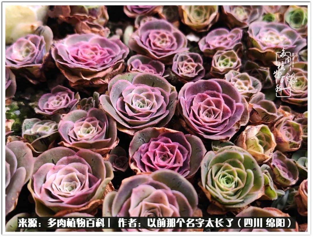 夏天山地玫瑰,小清新山地玫瑰