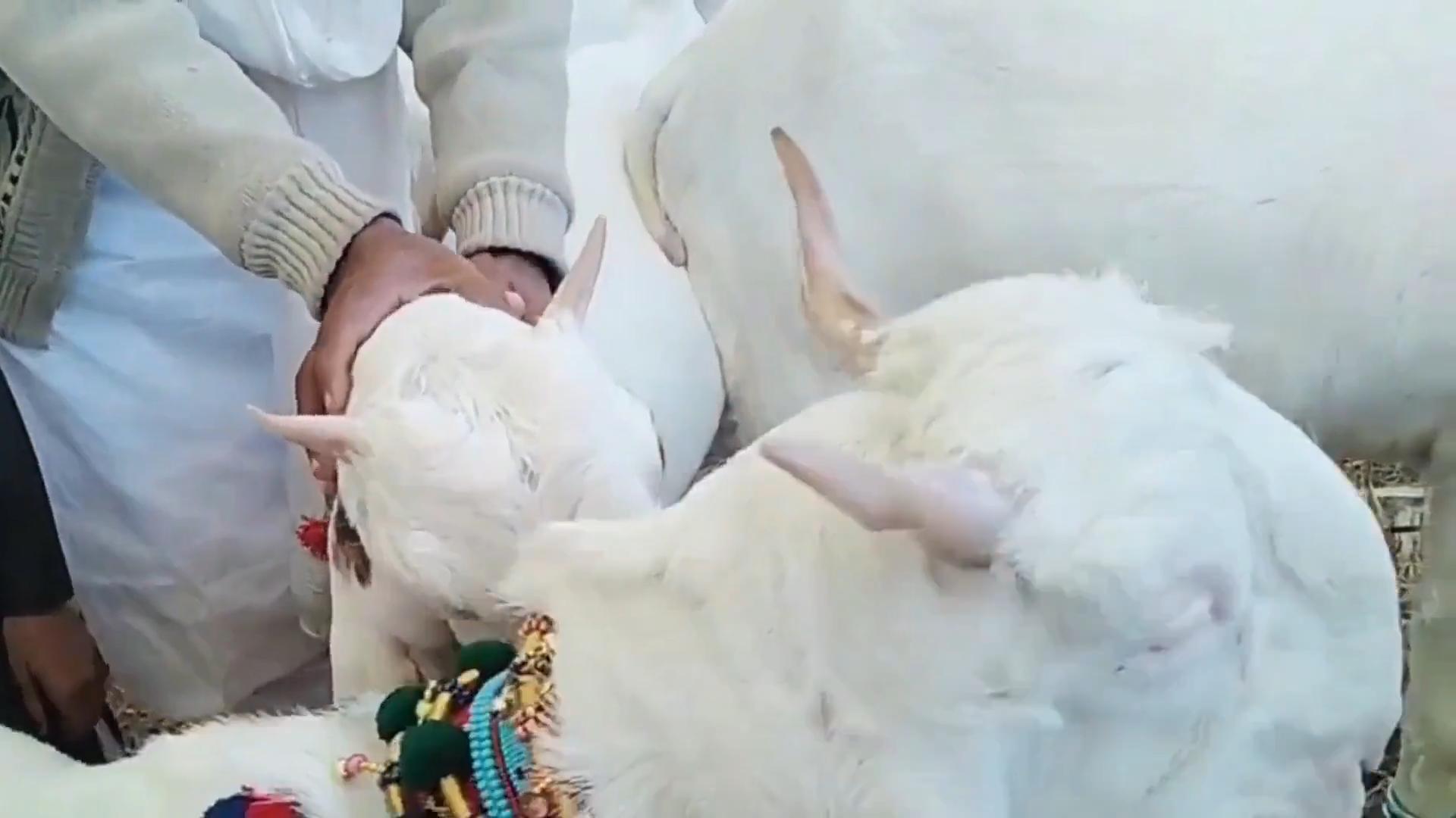 瓦格吉尔羊价格怎么样,瓦格吉尔羊为什么贵价值是什么