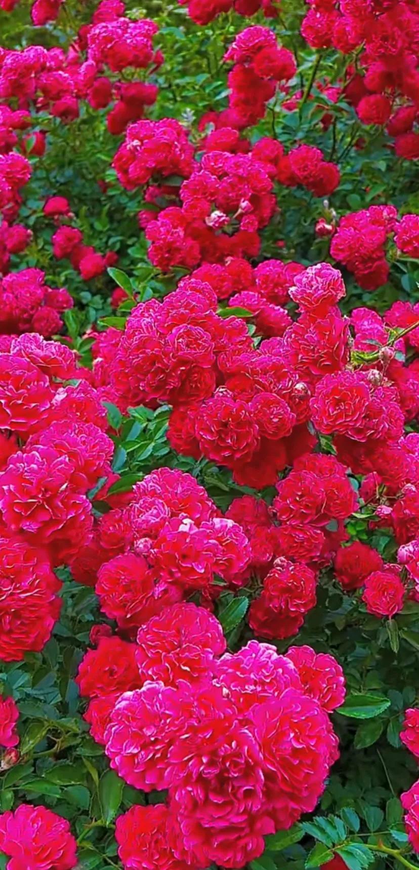 美到极致的月季花图片,仙气十足的月季花图片