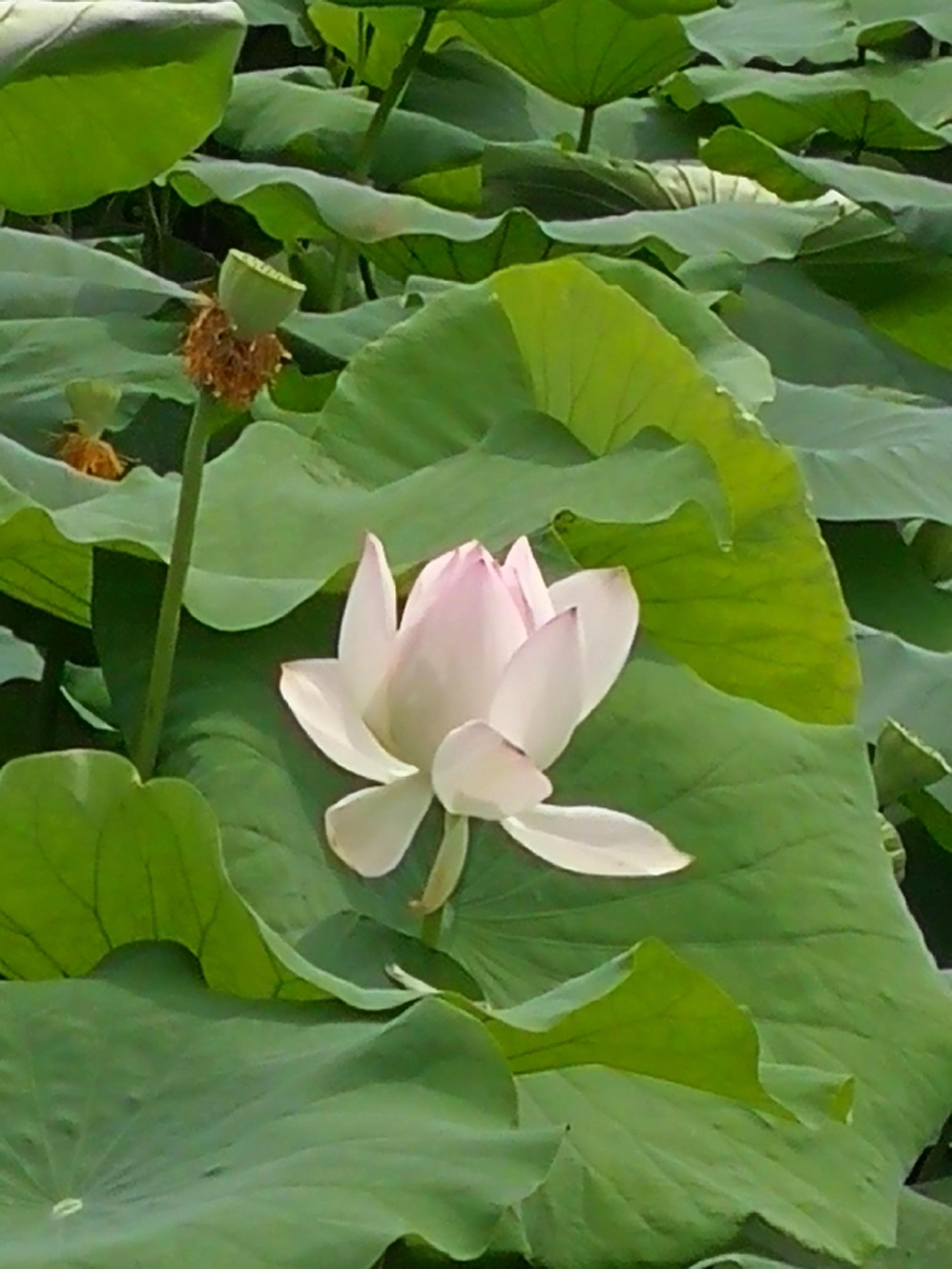 娇艳欲滴又清新雅致的荷花,娇羞迷人的荷花
