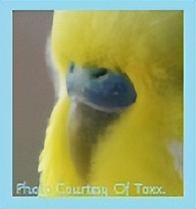 虎皮鹦鹉绿和蓝哪个基因强,虎皮鹦鹉白化红眼基因