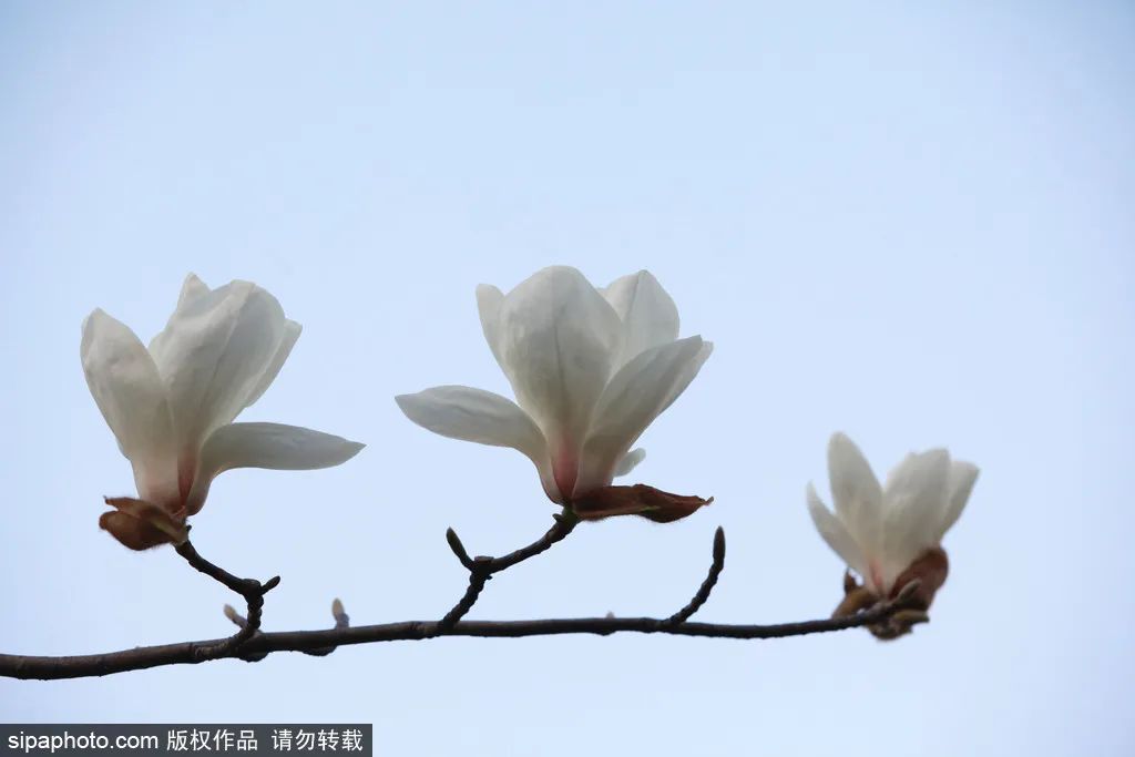 海淀公园春季赏花指南|迎春花、山桃花、玉兰花、樱花、连翘、碧桃、山杏、榆叶梅、海棠，全都有！