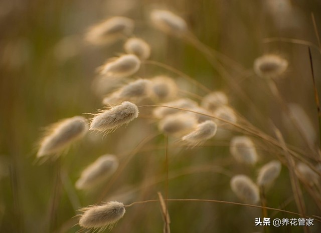 北阳台植物盆栽推荐,北阳台花卉盆栽