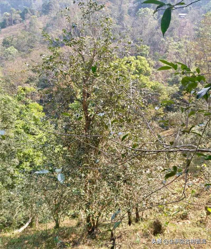 刮风寨普洱茶，口感滋味怎么样？