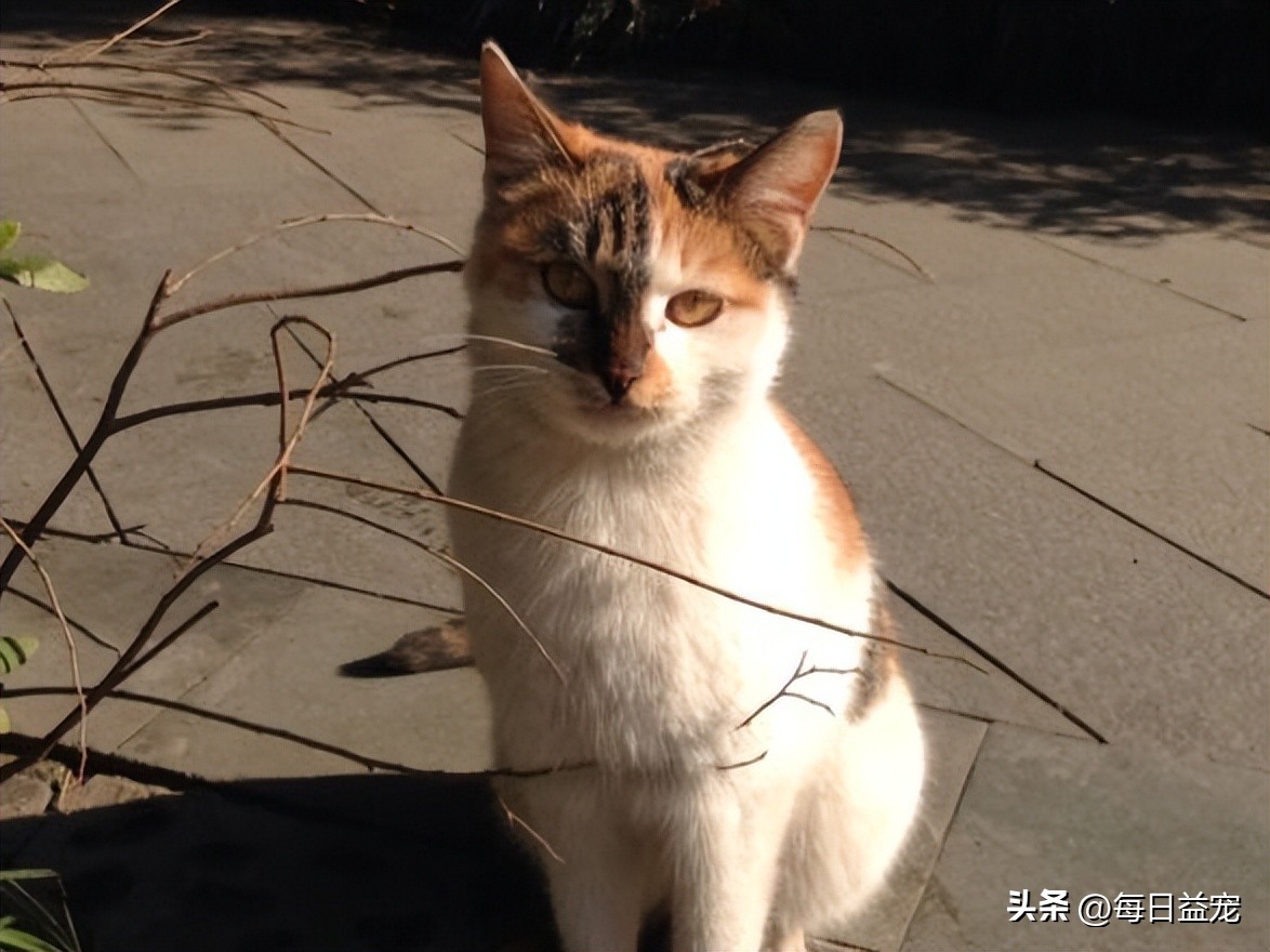 外卖小哥暴打流浪猫后续,外卖员暴打猫咪后续