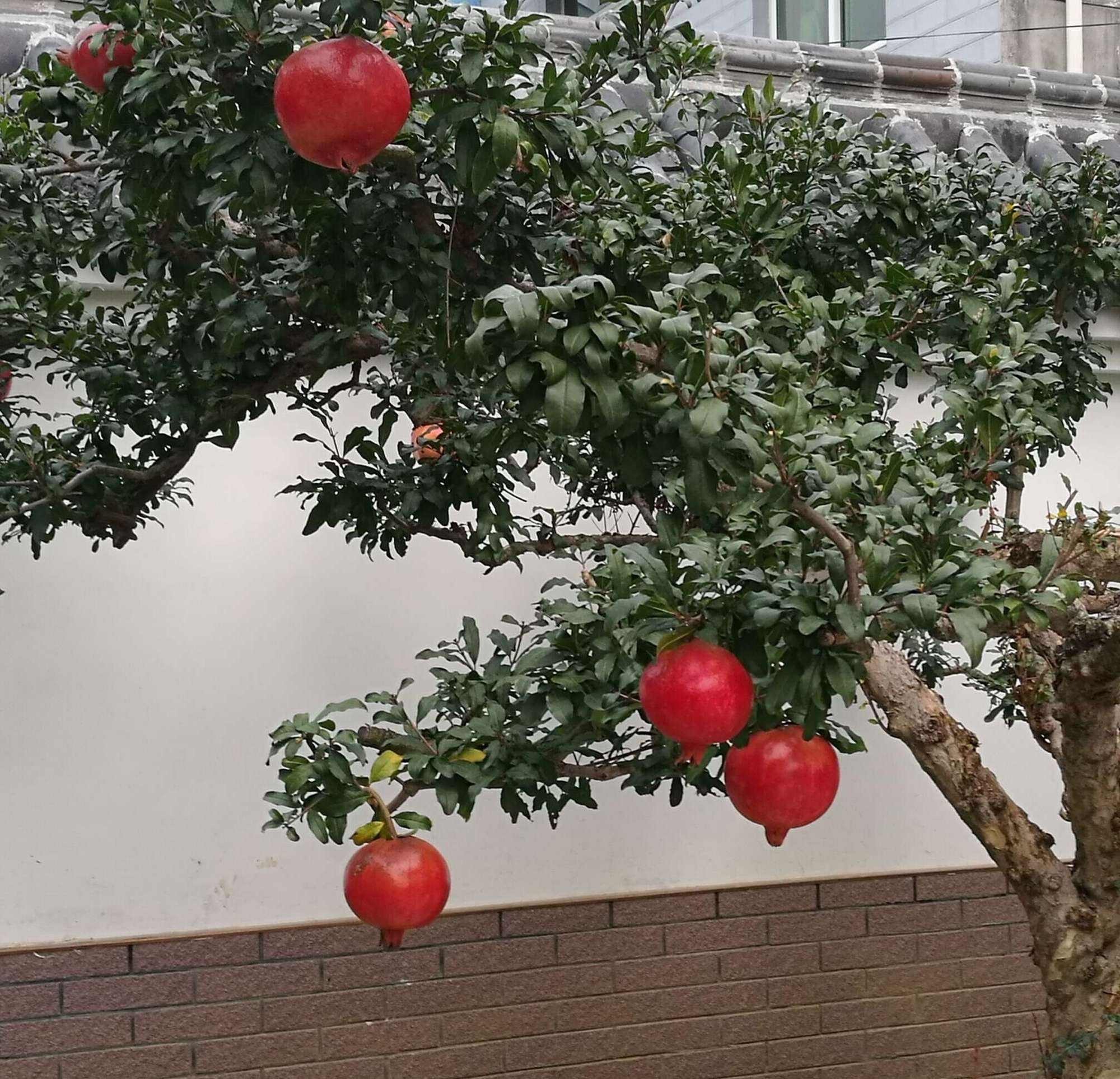 适合家庭院子种植的大型果树,适合阳台种植的果树结果多
