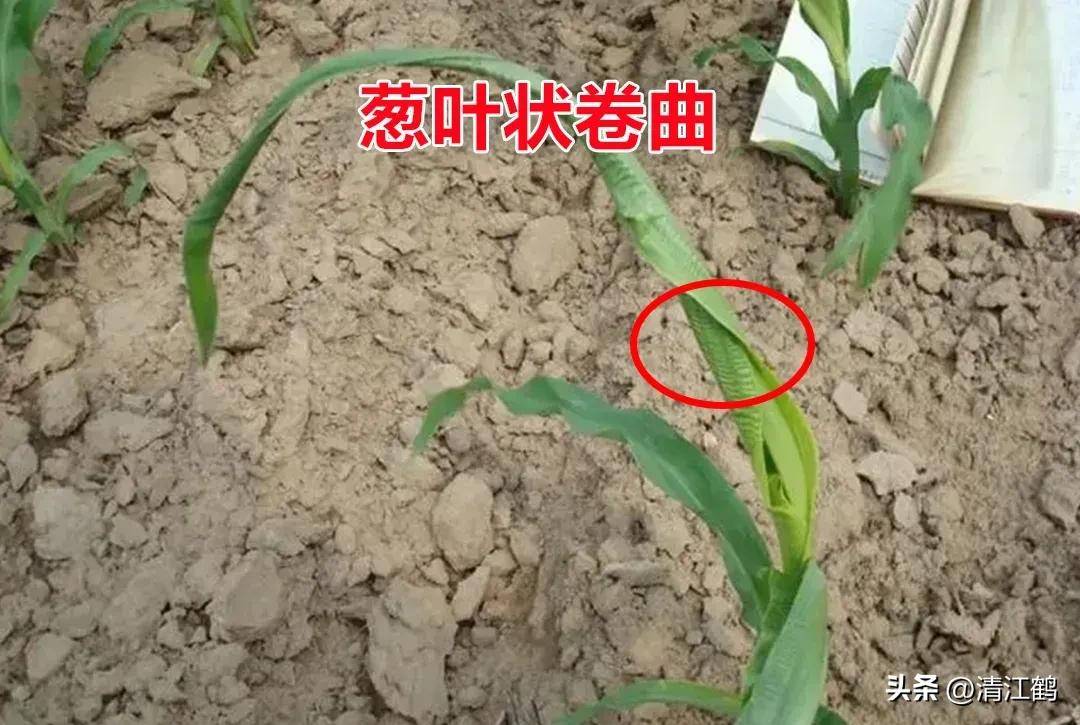 玉米除草剂药害最佳补救方法,玉米24d丁酯除草药害图片