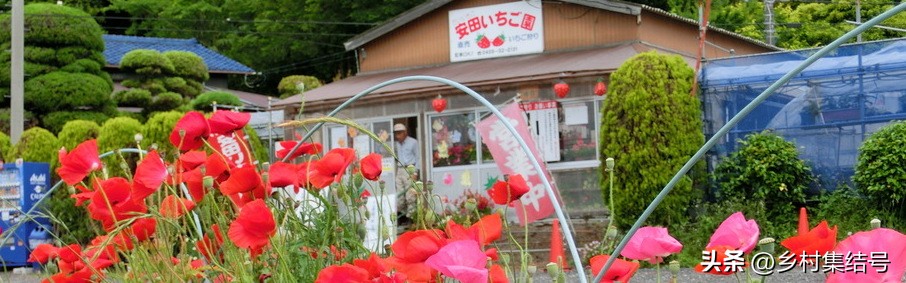 安田草莓园,日本安田草莓园