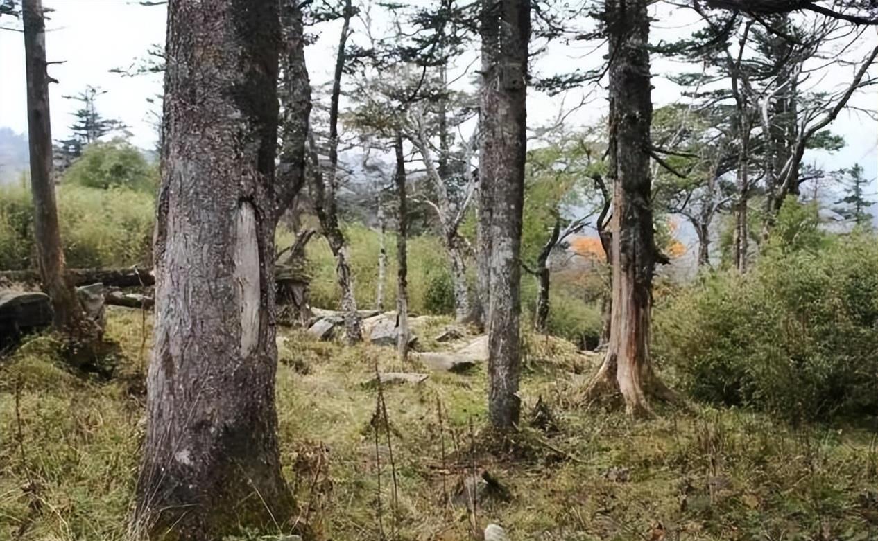 陕西眉县现一头“怪牛”该男子喂它很多次，网友看到：秦岭杀手王