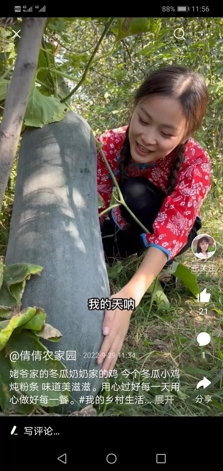 奶奶养的鸡逃了,奶奶养了两年没舍得吃的鸡