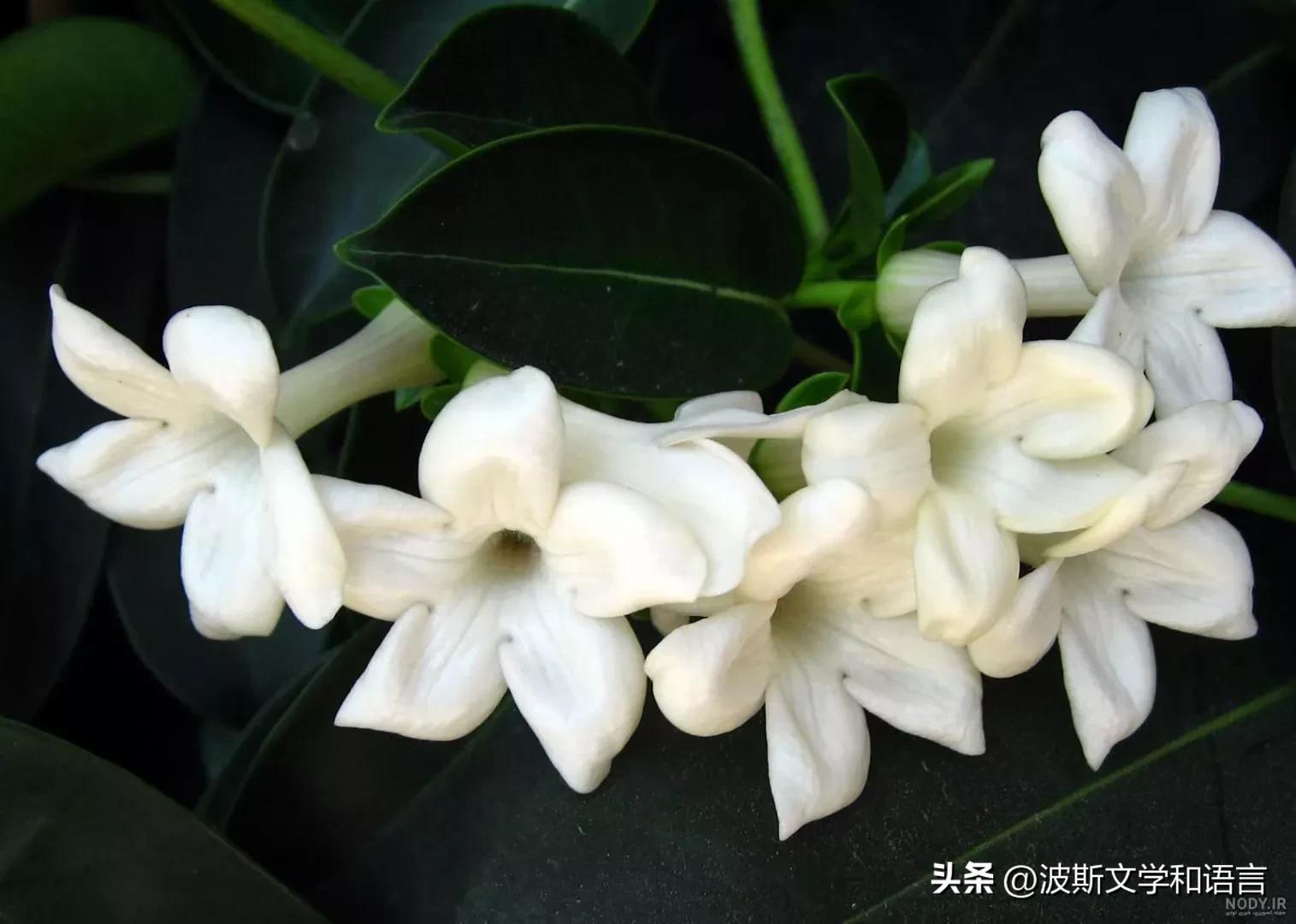 茉莉jasmine的英语,英语茉莉单词的发音