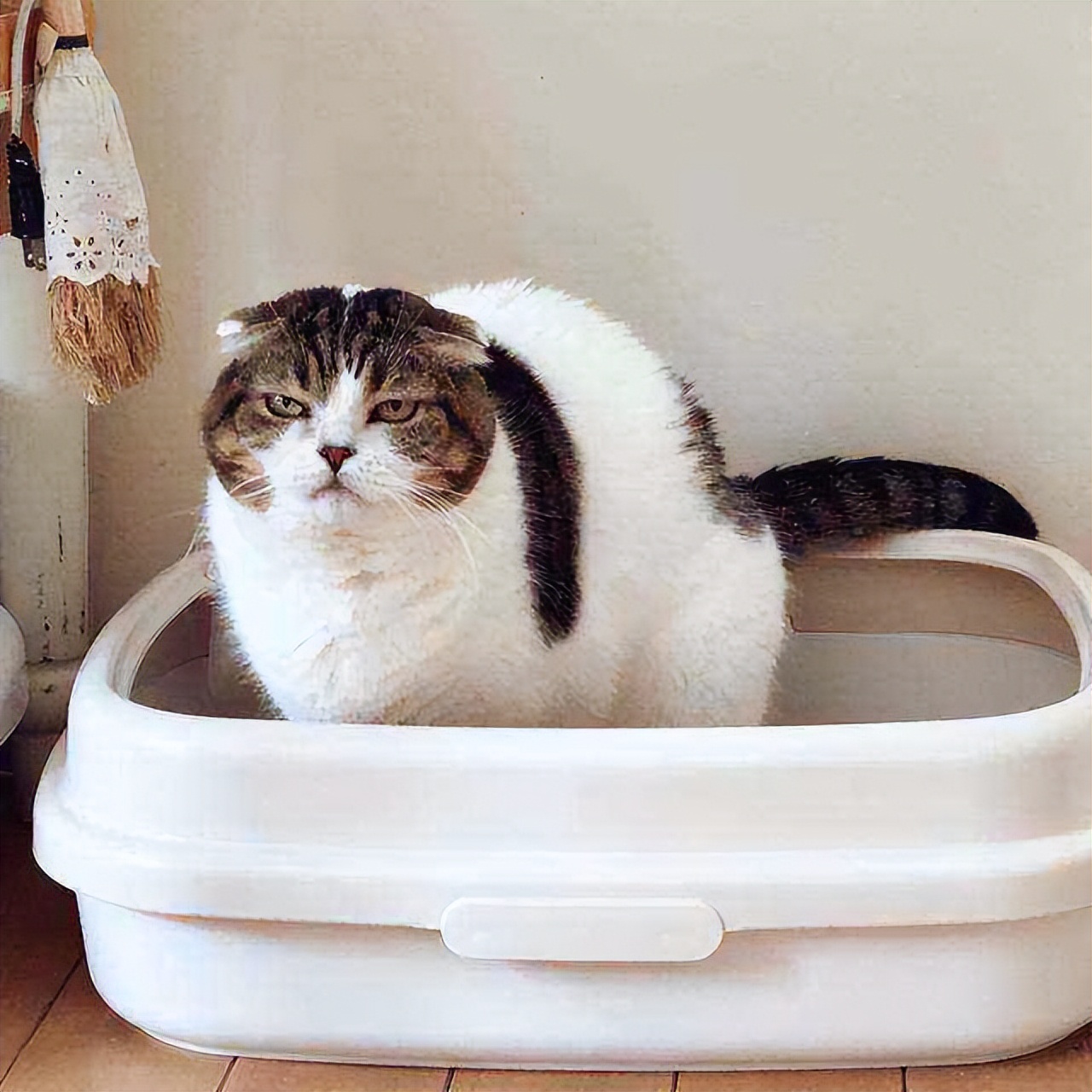 警告猫的办法,警告猫的三种语气