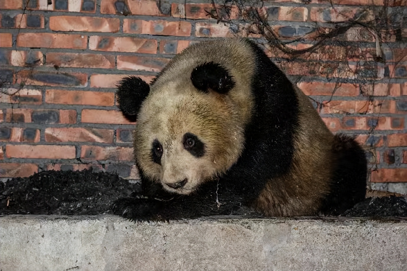 “小小公民科学家”142个问题问询云养大熊猫盘活熊猫村