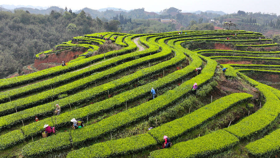 一片茶叶承载了老百姓的致富梦想,一片茶叶让老百姓走上富裕路