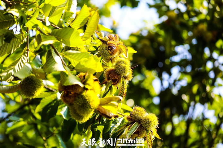 天眼农家乐,贵州天眼村全景航拍