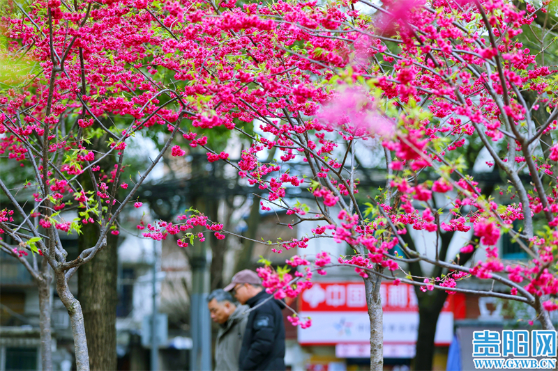 多彩贵州花漾中国走进黔西南,多彩贵州花漾中国兴义