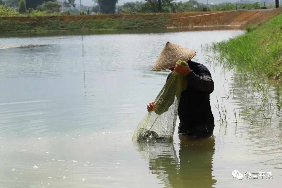 厉害的淡水虾,特别厉害的虾