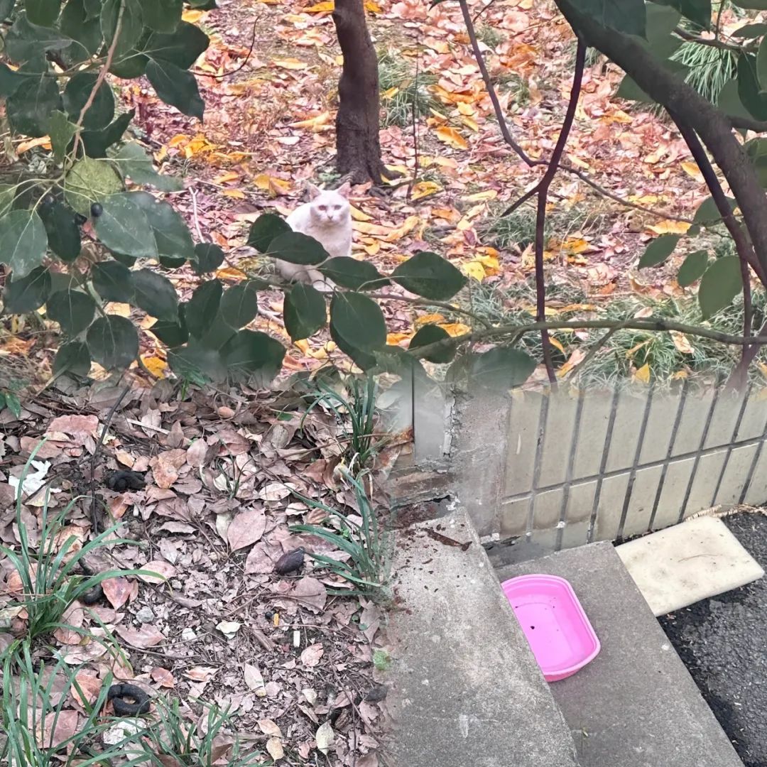 小区里有流浪猫你会帮它们吗,小区内流浪猫问题怎么解决