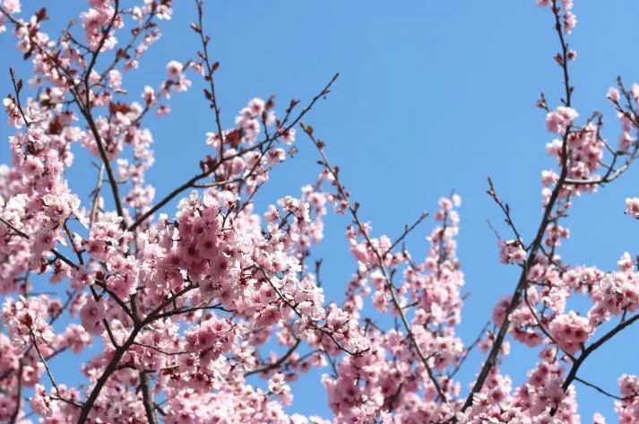 潍坊哪里的樱花最好,潍坊樱花大道在哪里