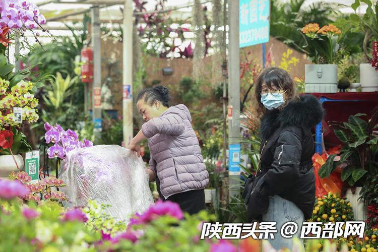 年宵花市场回暖,年宵花走俏的寓意