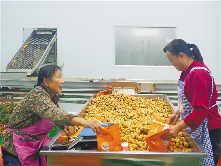 陕西商洛市丹凤的核桃,秦岭山里新鲜核桃