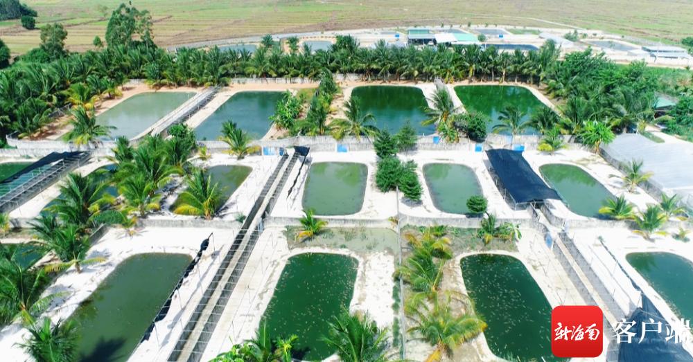 东方市中国鳄鱼产业园,东方市鳄鱼产业园