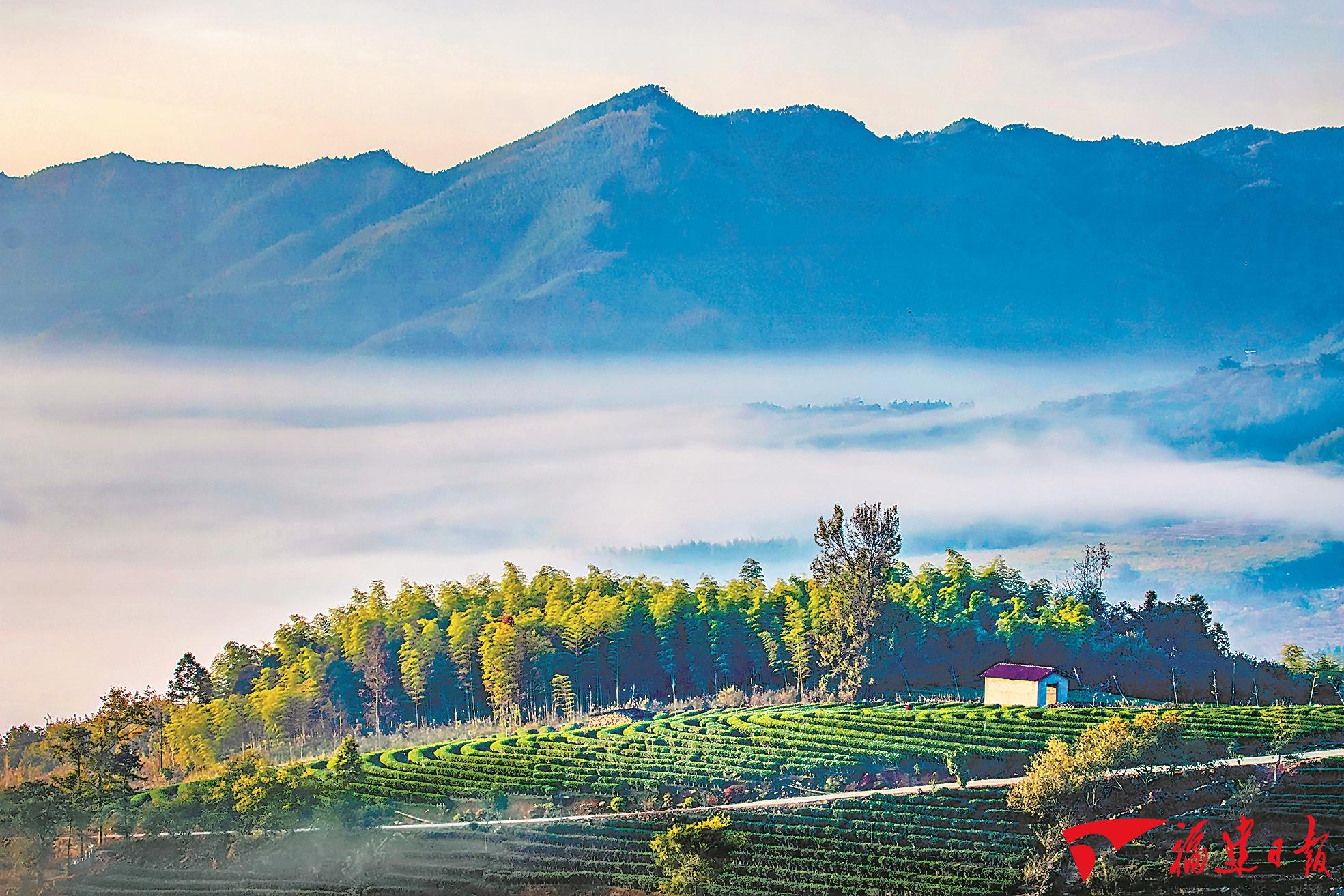 “一带一路”上的福建故事|十年茶路，熠熠生辉