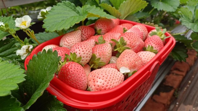 荣获中国绿色食品认证,获得绿色食品认证