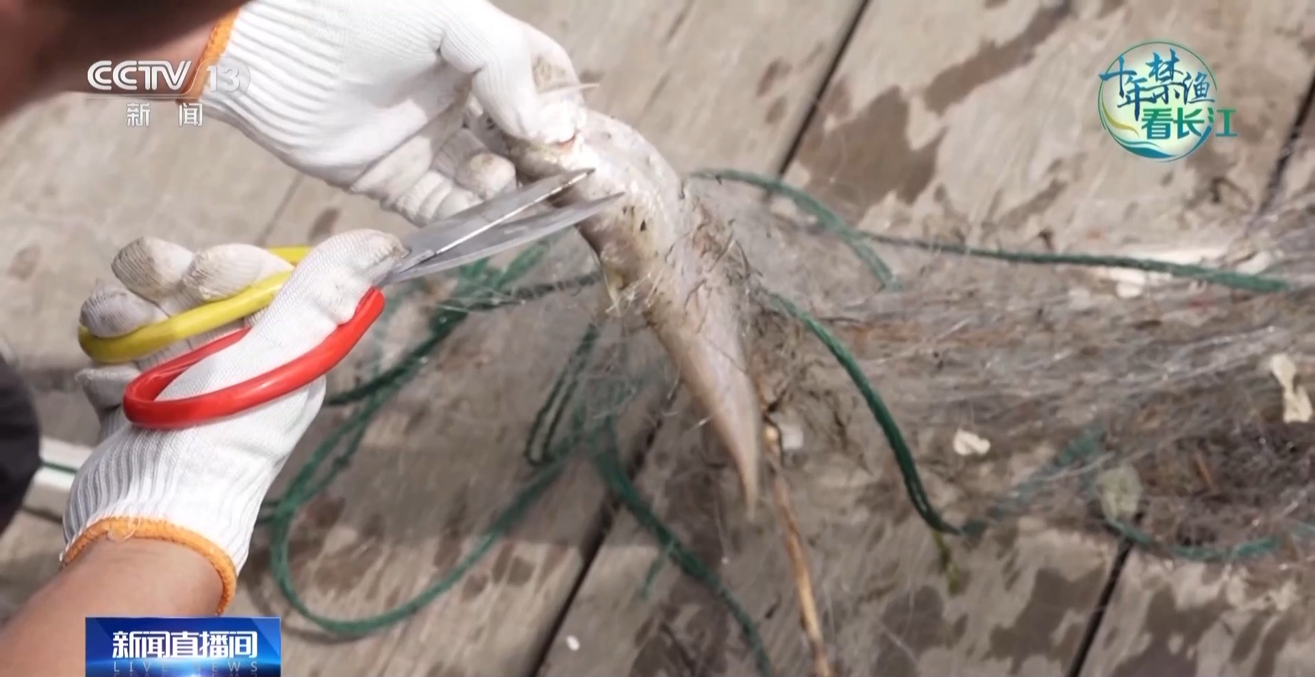 长江禁渔鱼类数据变化,长江禁渔三年多鱼儿们过得怎么样