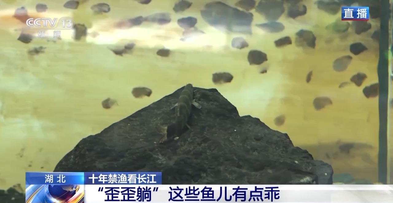 长江禁渔鱼类数据变化,长江禁渔三年多鱼儿们过得怎么样