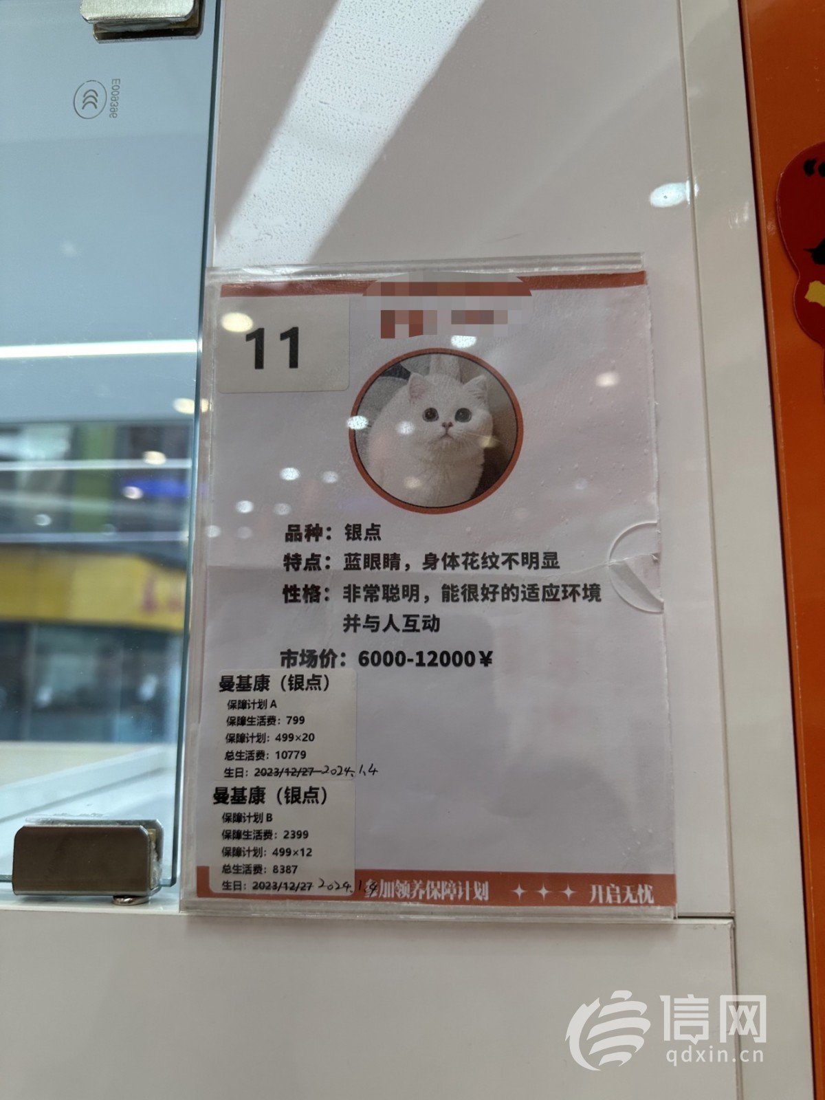 免费领养猫咪骗局被判刑,免费领养的猫猫都是什么套路