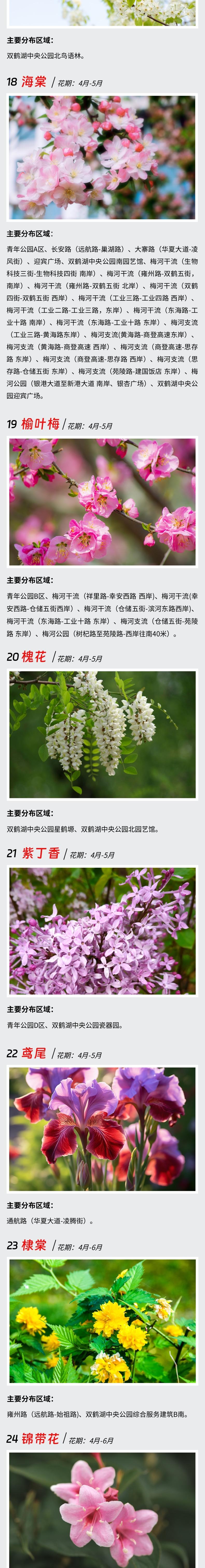 郑州最强赏花攻略出炉,郑州航空港赏花