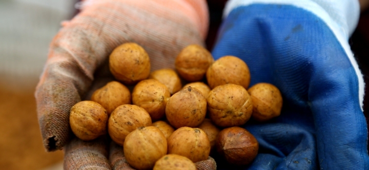 白露临安山核桃开杆,白露开竿涉县核桃迎丰收