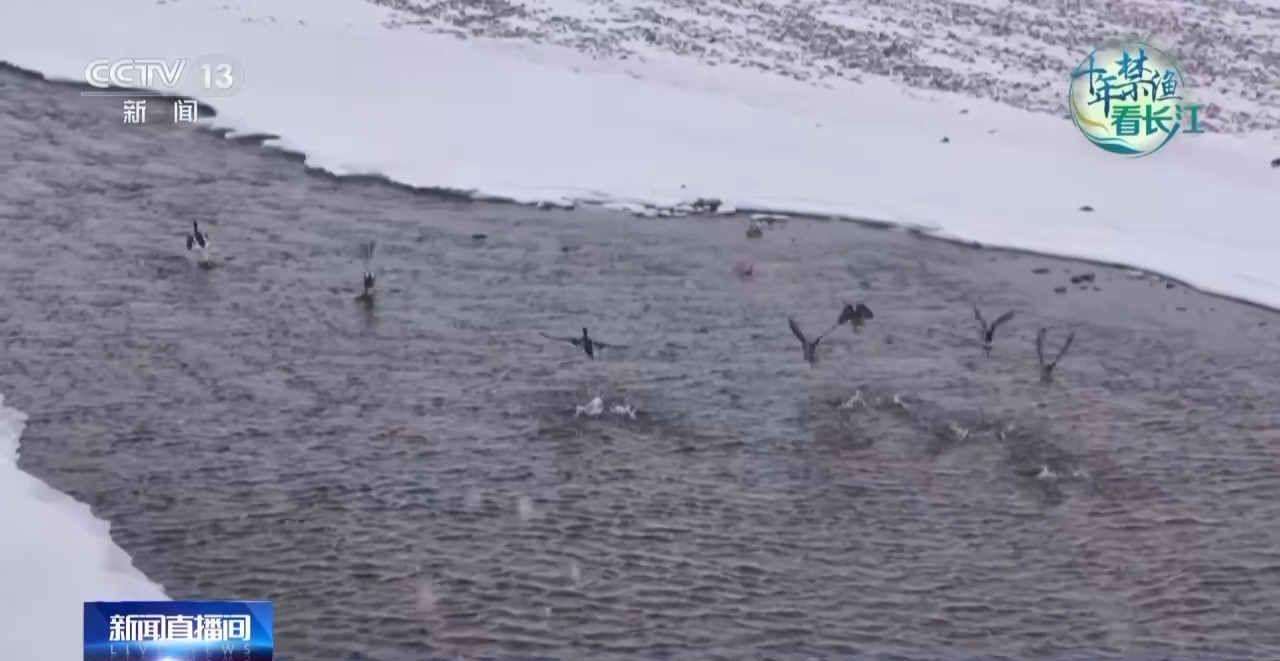 长江禁渔鱼类数据变化,长江禁渔三年多鱼儿们过得怎么样