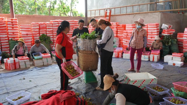 元江三月红早熟荔枝上市,云南元阳三月红荔枝抢鲜上市