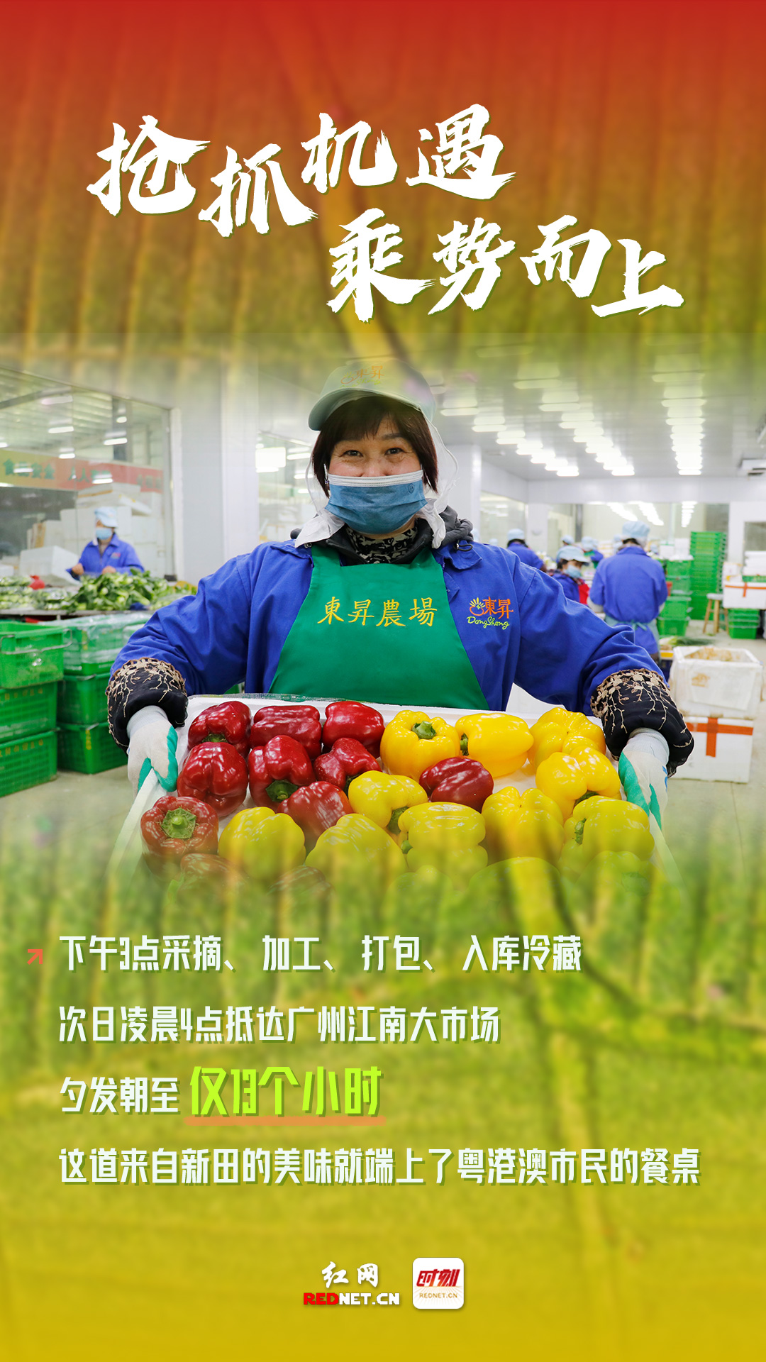 数说丨挺进大湾区粤港澳缘何青睐永州新田蔬菜