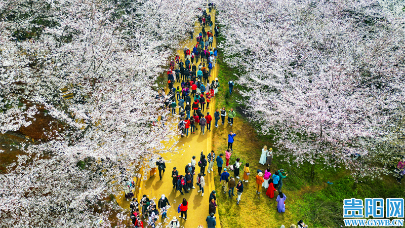 多彩贵州花漾中国走进黔西南,多彩贵州花漾中国兴义