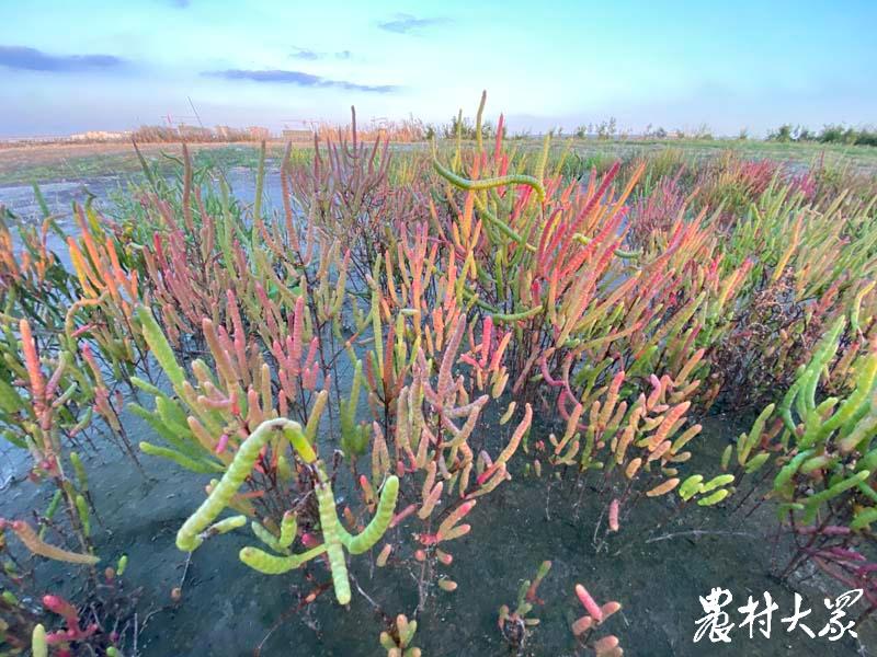 海洋生物捕获多少二氧化碳,海洋封存二氧化碳技术有哪些国家